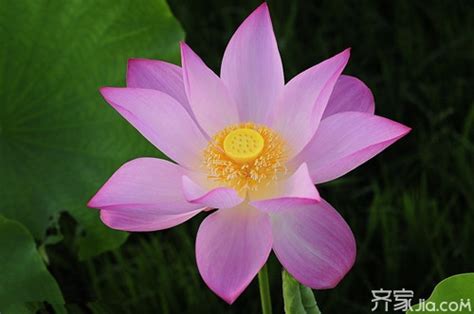 花的名字和图片|花卉图片大全丨花百科百花图谱